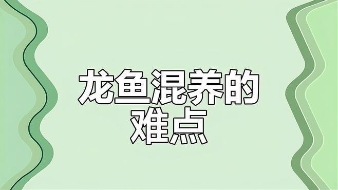 龍魚和龍魚混養怎么能不打架子