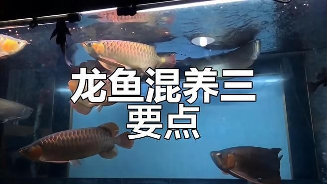 龍魚和龍魚混養怎么能不打架子