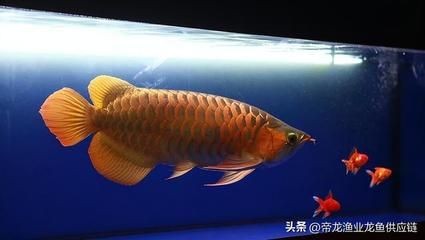 龍魚養(yǎng)大了可以賣錢嗎？