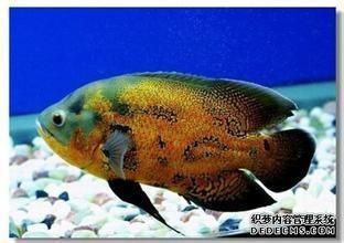 魚缸增氧泵需要一直開著嗎（魚缸增氧泵是否需要一直開著） 魚缸增氧泵需要一直開著嗎（魚缸增氧泵是否需要一直開著） 魚缸百科 第4張
