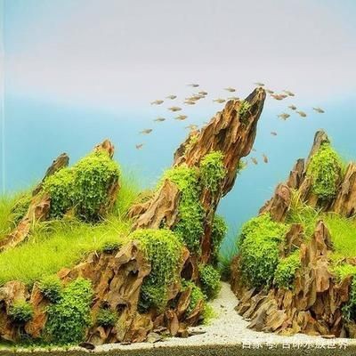魚缸的皮：魚缸皮對水質(zhì)和魚類健康的影響