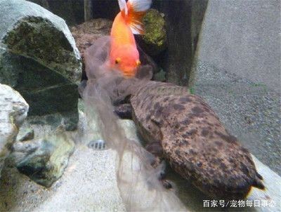 魚缸的皮：魚缸皮對水質(zhì)和魚類健康的影響