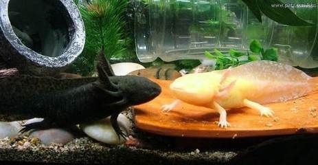 魚缸的皮：魚缸皮對水質(zhì)和魚類健康的影響