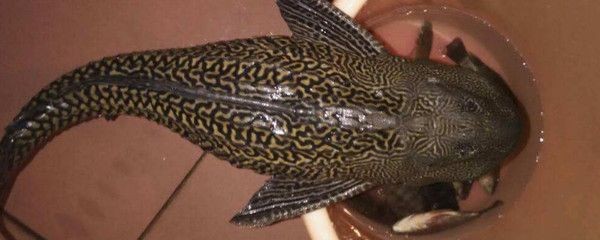魚缸的皮：魚缸皮對水質(zhì)和魚類健康的影響