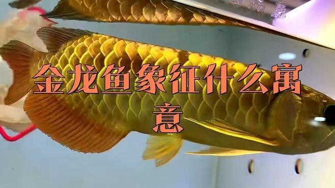 金頭金龍魚屬于什么檔次