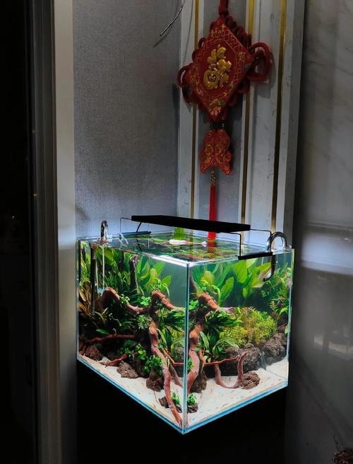 能提供更多60草缸造景圖嗎？
