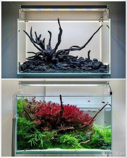 能提供更多60草缸造景圖嗎？
