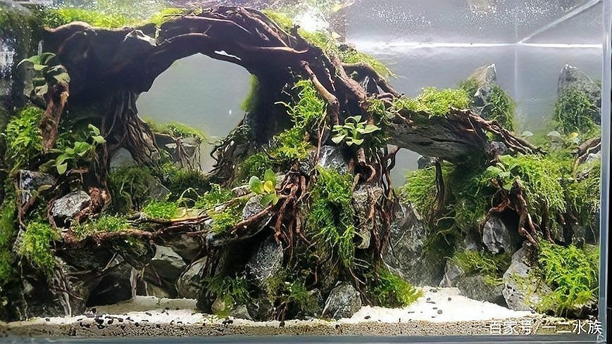 能提供更多60草缸造景圖嗎？