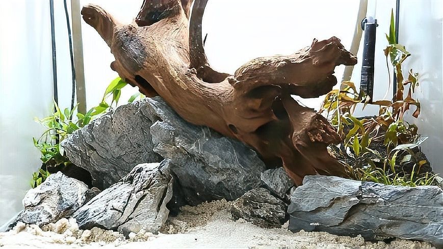 能提供更多60草缸造景圖嗎？