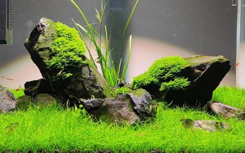 能提供更多60草缸造景圖嗎？