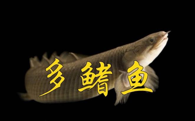 有哪些類似鱷魚恐龍王魚的觀賞魚？