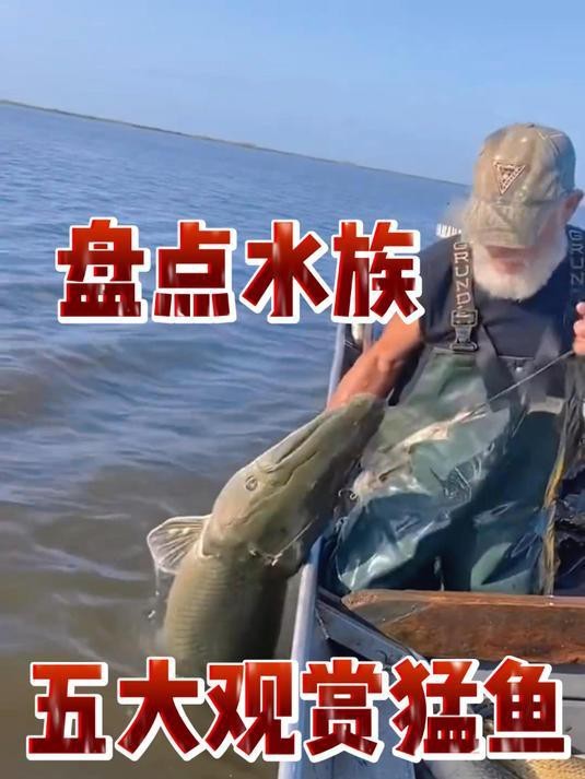 有哪些類似鱷魚恐龍王魚的觀賞魚？