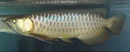 龍魚身上有白膜：龍魚身上出現白膜可能是由于水質問題、水質問題引起的 龍魚身上有白膜：龍魚身上出現白膜可能是由于水質問題、水質問題引起的 龍魚百科 第3張