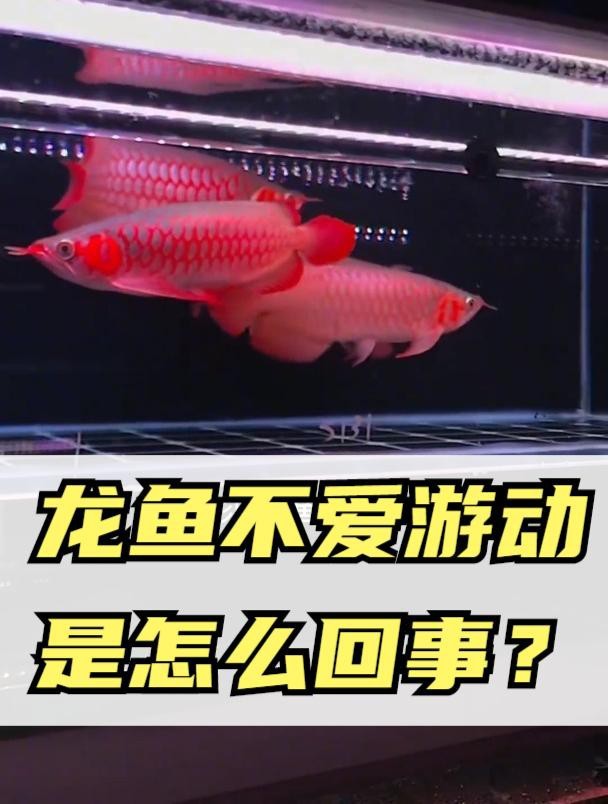 紅龍魚不愛游動最簡單的恢復方法
