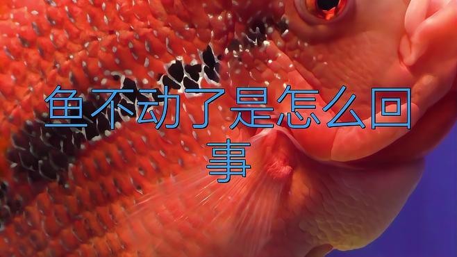 紅龍魚不愛游動最簡單的恢復方法
