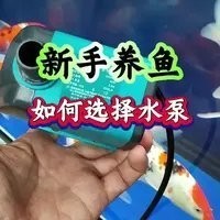 如何選購適合龍魚養殖的水泵？