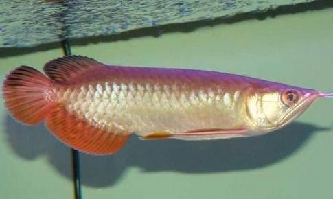 黃尾金龍魚和紅尾金龍魚