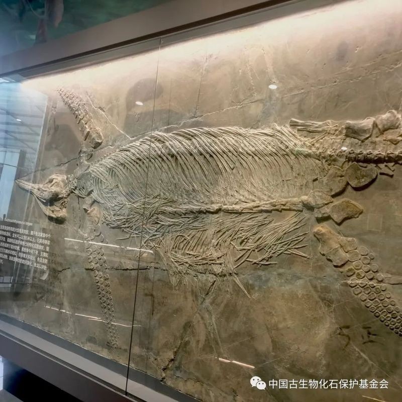 魚龍種類大全