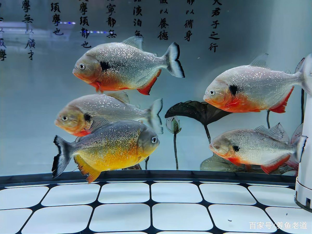 一個(gè)缸只養(yǎng)一條魚(yú)