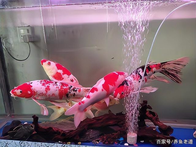 一個(gè)缸只養(yǎng)一條魚(yú)