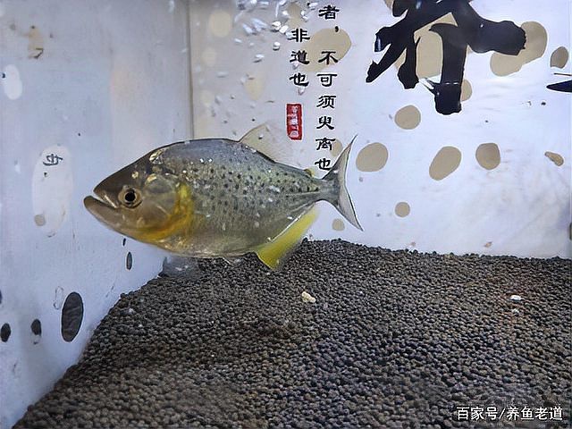 一個(gè)缸只養(yǎng)一條魚(yú)