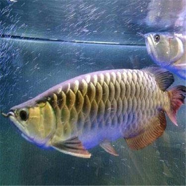 金龍魚(yú)在廣州有哪些經(jīng)銷網(wǎng)點(diǎn)？