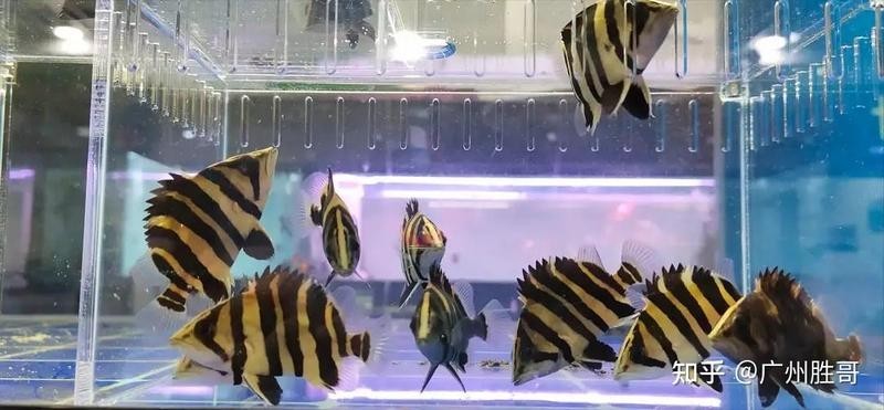 金龍魚在廣州有哪些經銷網點？