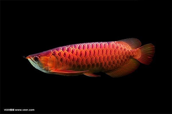 龍魚眼睛凸起會傳染嗎？