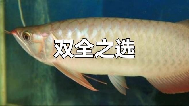 有沒有更多2023年紅龍魚冠軍視頻？