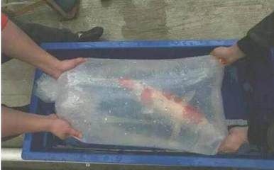魚缸水處理的新技術：如何在貴族魚缸中養魚