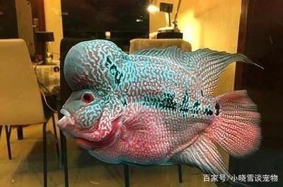 魚缸水處理的新技術：如何在貴族魚缸中養魚