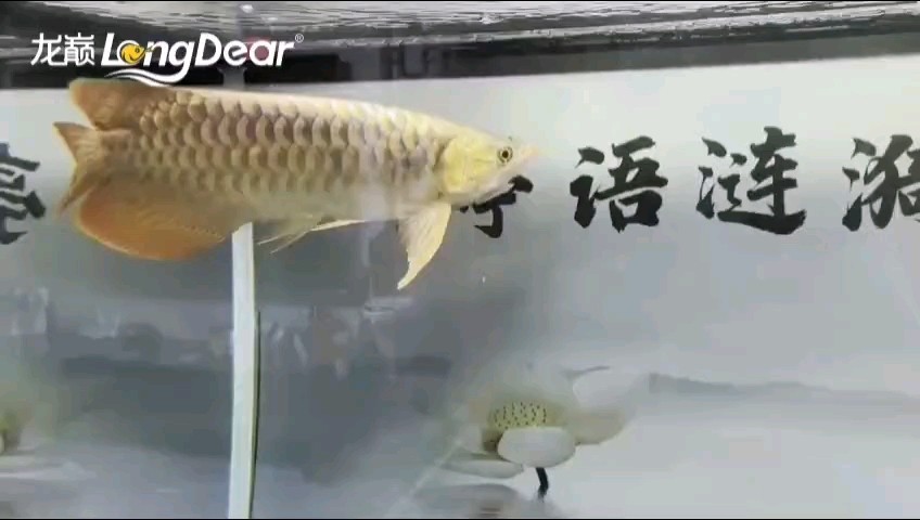 轉發843