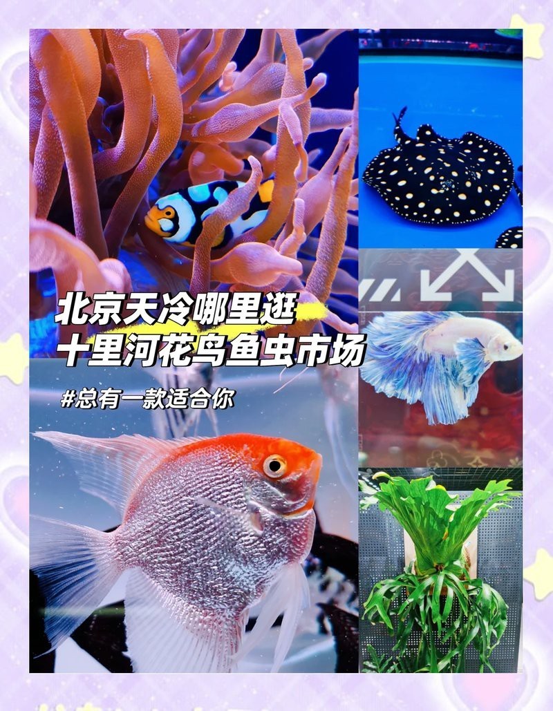 北京哪里賣紅龍魚便宜點 北京哪里賣紅龍魚便宜點 龍魚百科 第12張