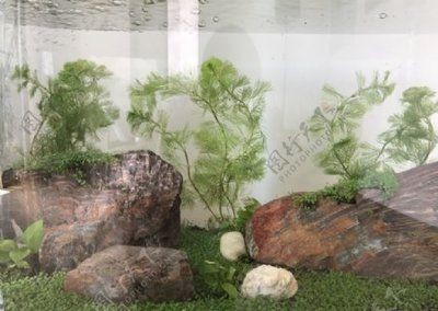 1米魚缸造景圖片大全（1米魚缸造景圖片大全，了解1米魚缸造景基本概念是非常重要的）