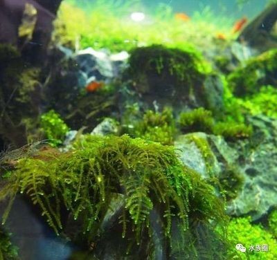1米魚缸造景圖片大全（1米魚缸造景圖片大全，了解1米魚缸造景基本概念是非常重要的）