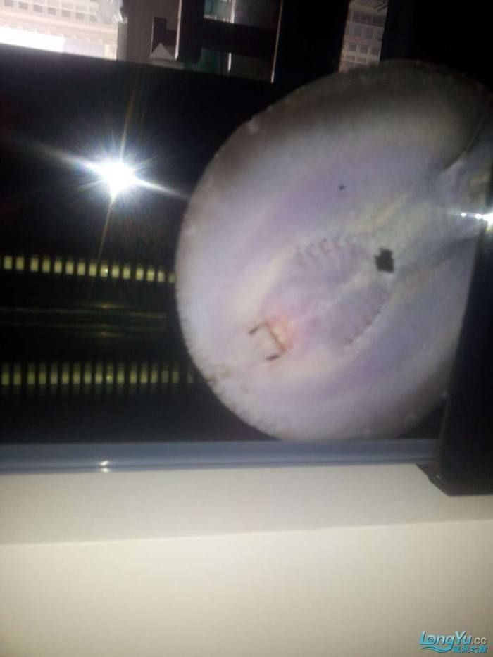魟魚一直順著缸壁往上爬 魟魚一直順著缸壁往上爬 龍魚論壇 第7張