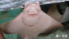 魟魚一直順著缸壁往上爬 魟魚一直順著缸壁往上爬 龍魚論壇 第10張