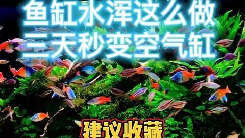 魚缸水突然間變渾是什么原因（魚缸水突然變渾是什么原因導致魚缸水突然變渾是什么原因） 魚缸水突然間變渾是什么原因（魚缸水突然變渾是什么原因導致魚缸水突然變渾是什么原因） 魚缸百科 第4張