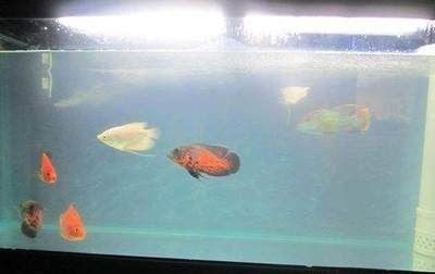 魚缸水突然間變渾是什么原因（魚缸水突然變渾是什么原因導致魚缸水突然變渾是什么原因） 魚缸水突然間變渾是什么原因（魚缸水突然變渾是什么原因導致魚缸水突然變渾是什么原因） 魚缸百科 第5張