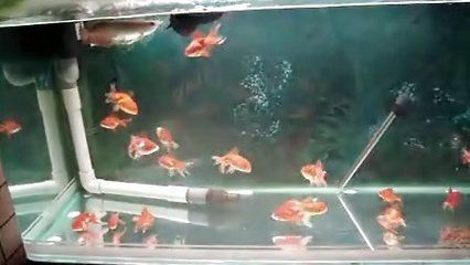 龍魚剛喂完食跳缸了會死嗎（龍魚剛喂完食跳缸后是否會死，取決于多種因素）