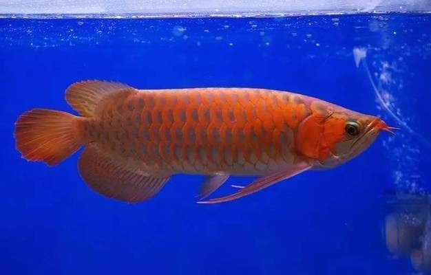 龍魚愛得什么病死：龍魚死亡的原因及治療方法