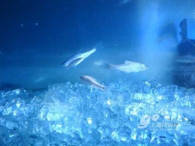 魚缸燈模擬自然光的科學(xué)原理：魚缸燈模擬自然光的科學(xué)原理涉及到了生物學(xué)和物理學(xué)和物理學(xué)