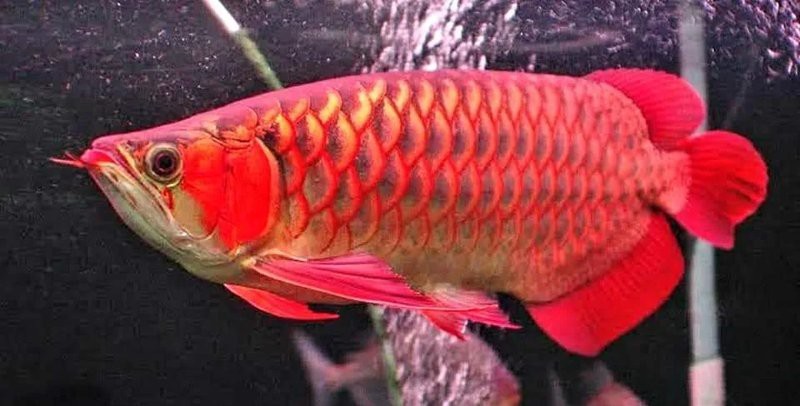 過背金龍魚能活多久