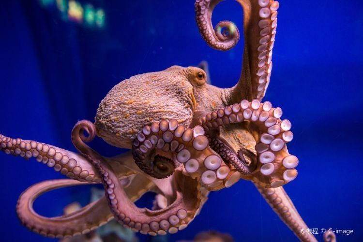 徐州水族展覽館開(kāi)放時(shí)間