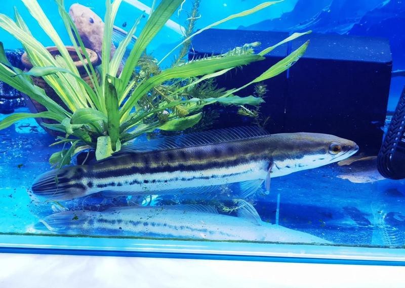 附近二手魚缸轉讓500元以下