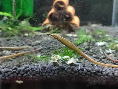 海龍魚水溫（海龍魚在家分析）