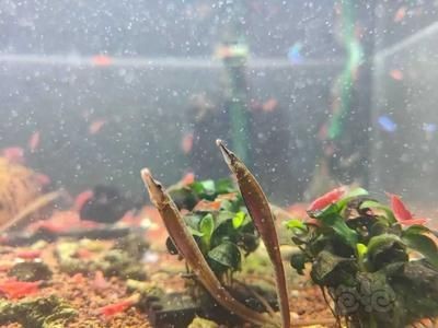 海龍魚水溫（海龍魚在家分析）