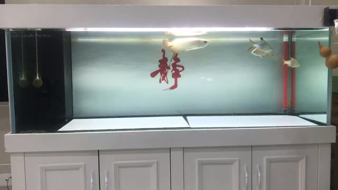 高溫煮魚才有狀態，水溫一降又呆滯了，有何
