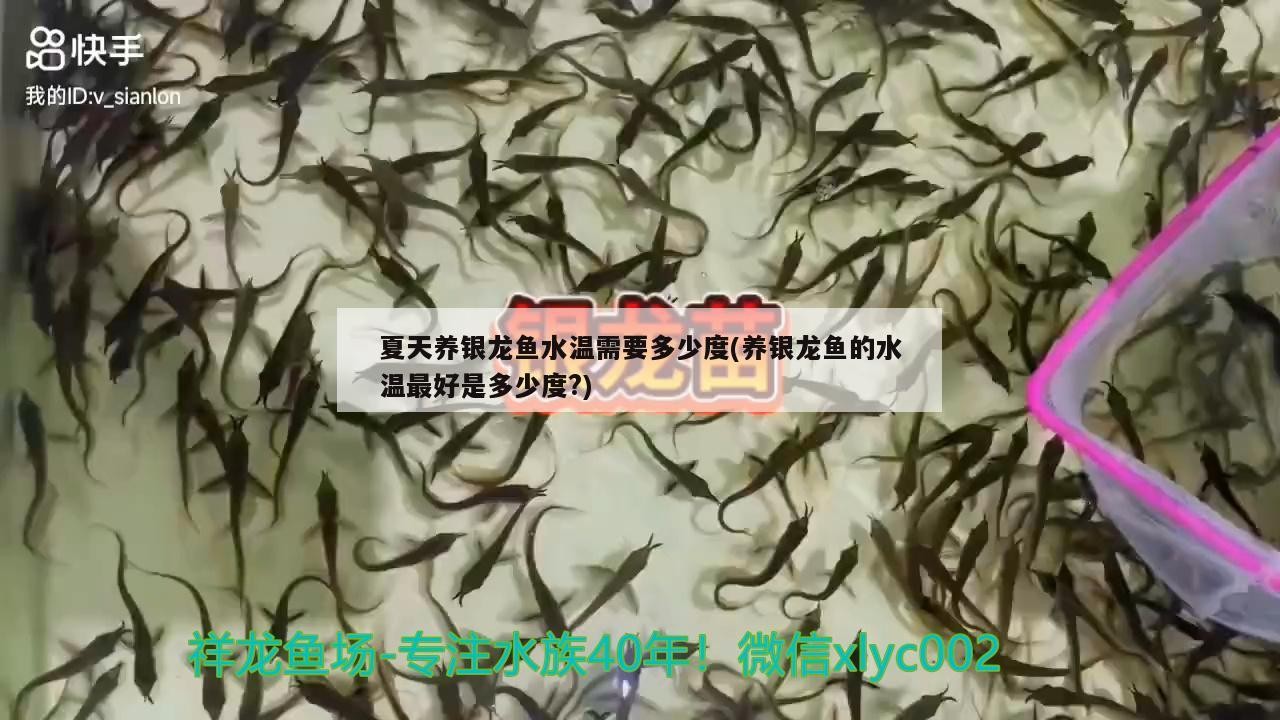 夏天養銀龍魚水溫需要多少度(養銀龍魚的水溫最好是多少度？)