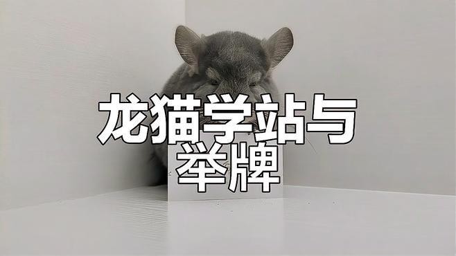 如何判斷龍貓是否學會回籠？ 如何判斷龍貓是否學會回籠？ 龍魚百科 第1張